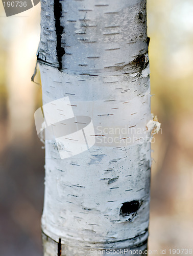Image of Birch Tree Trunk with high DOF