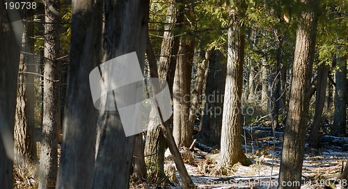 Image of Cedars (High Dynamic Range Image)