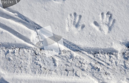 Image of Small Hand Imprints and Tracks in Snow.