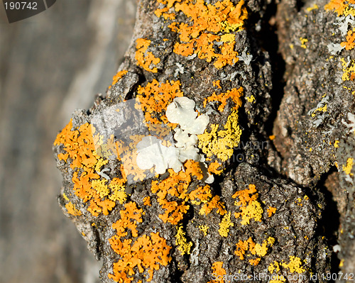 Image of Lichen 1