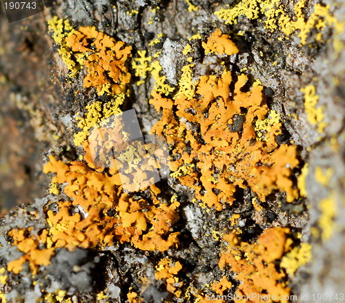 Image of Lichen 2