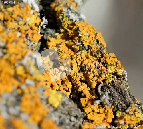 Image of Lichen 3