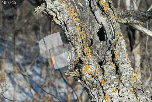 Image of Lichen Log
