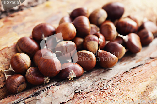 Image of edible chestnuts