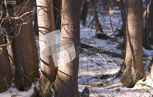 Image of Cedars 2 (High Dynamic Range Image)