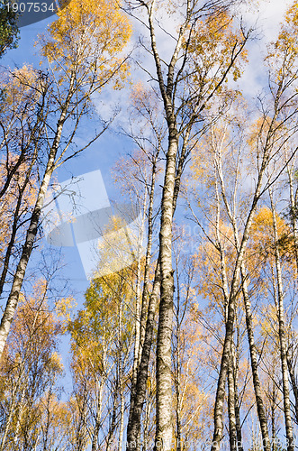 Image of  birch forest in autumn 