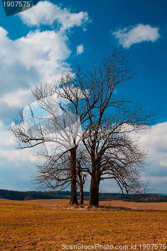 Image of Lonely Trees