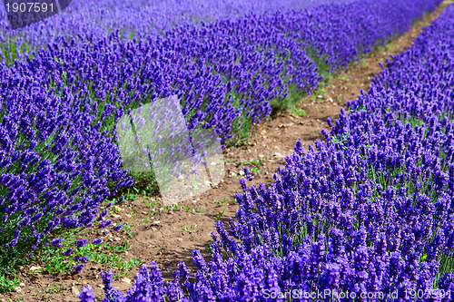 Image of Blooming lavenders field 