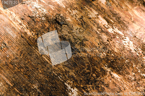 Image of Background of log without bark closeup textures 