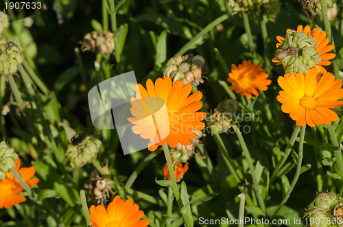 Image of Herb marigold calendula  folk medicine flower 