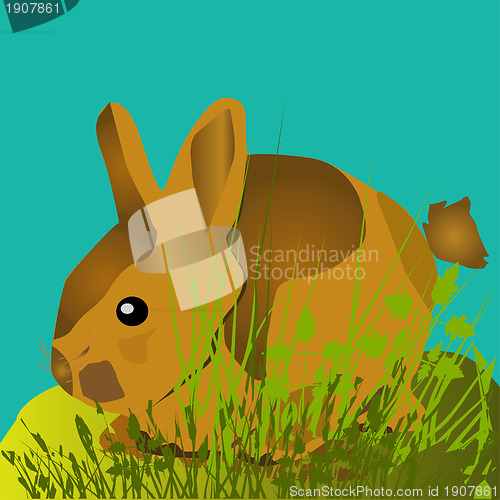 Image of Rabbit
