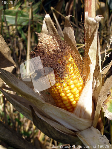 Image of corn