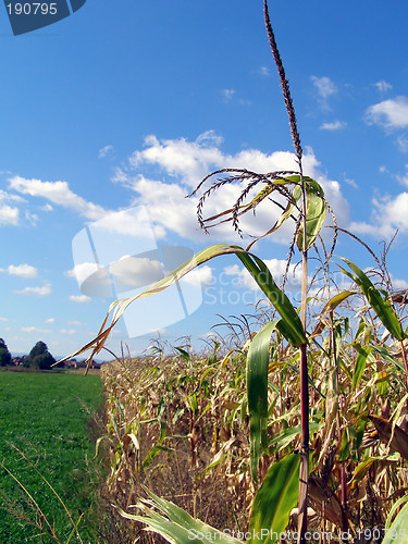 Image of Cornfield