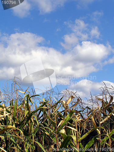 Image of Cornfield