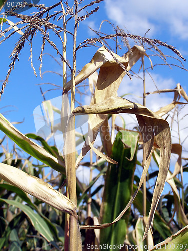 Image of corn