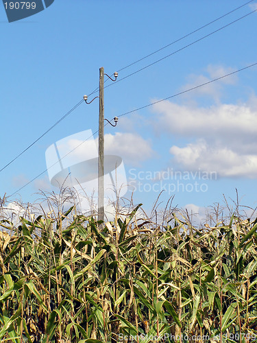 Image of cornfield