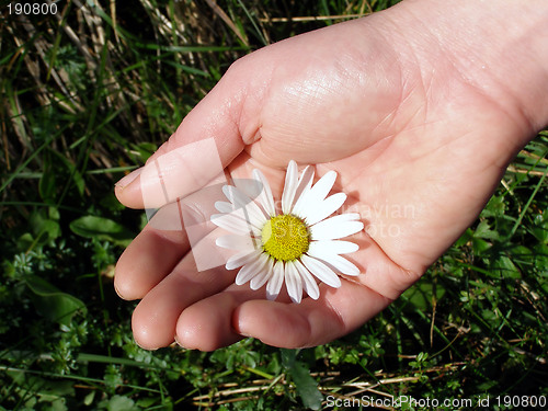Image of holding daisy