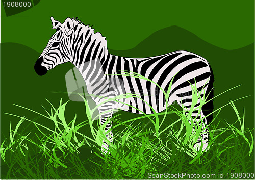 Image of Zebra