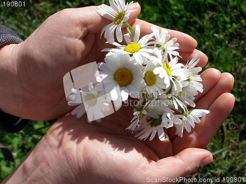Image of Hand holding daisy