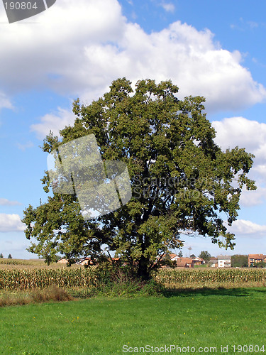 Image of tree