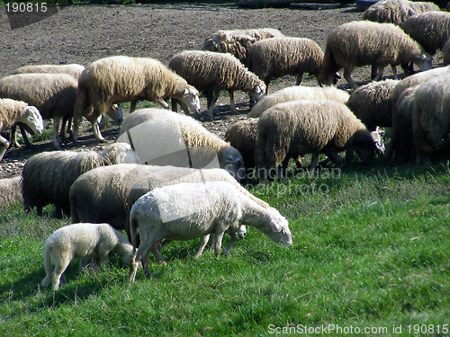 Image of sheeps