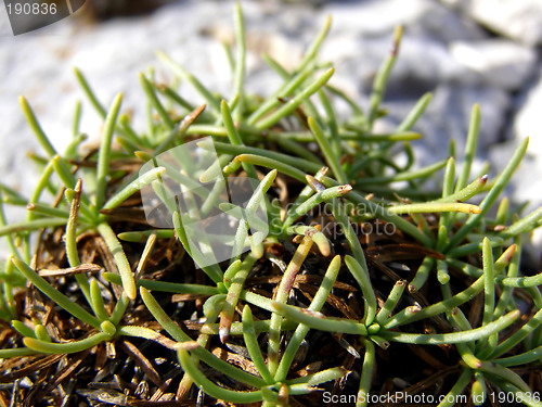 Image of Small plant