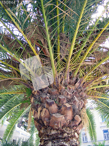 Image of palm tree