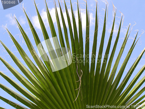 Image of palm