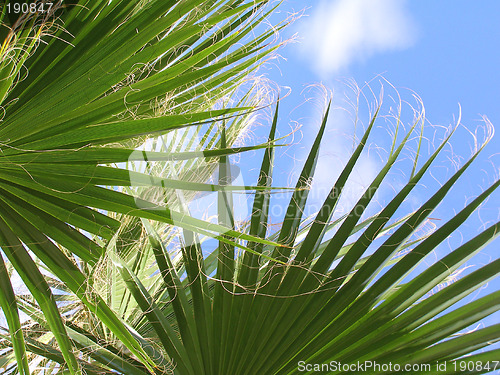 Image of Palm close up