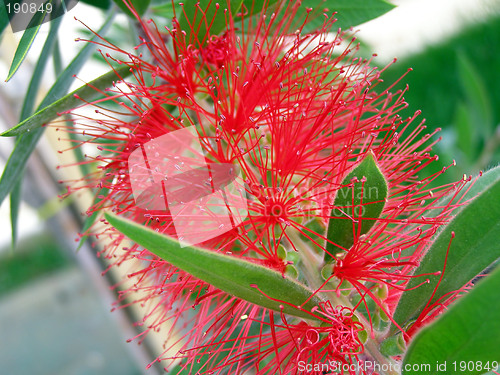 Image of Red flower