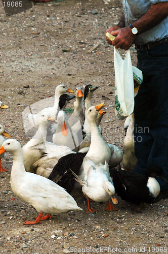 Image of geese