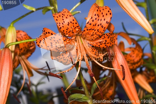 Image of Lily garden