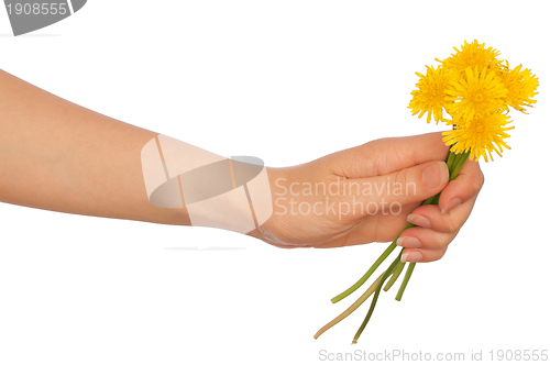 Image of yellow dandelions