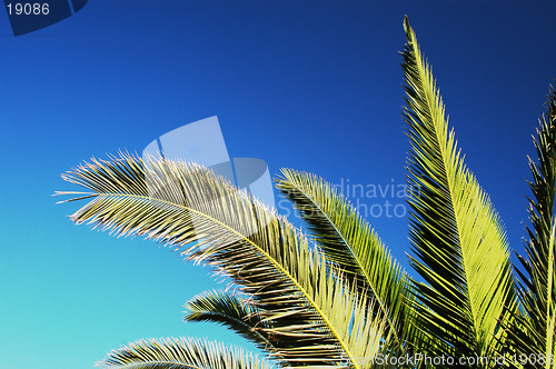 Image of palm tree branches