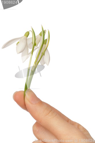 Image of snowdrops