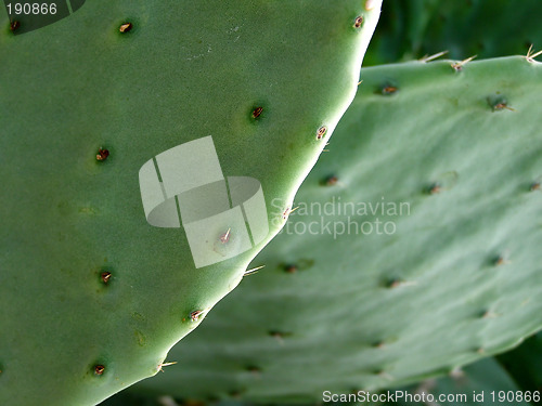 Image of Cactus