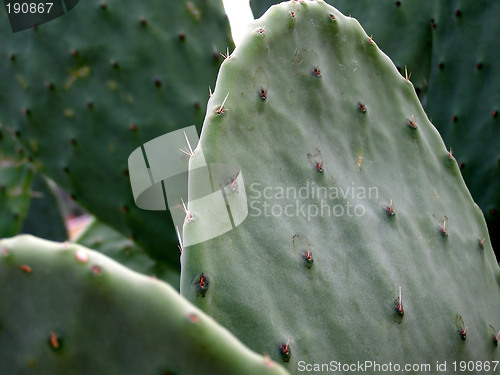 Image of Cactus