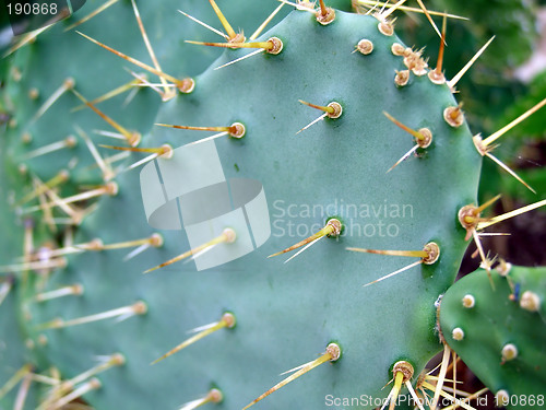 Image of Cactus