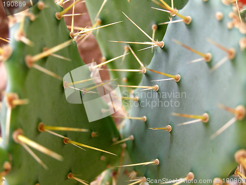 Image of cactus