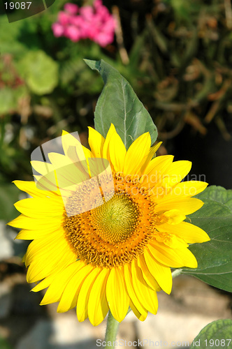 Image of sunflower