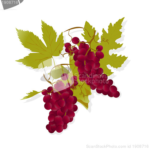 Image of Red wine grapes