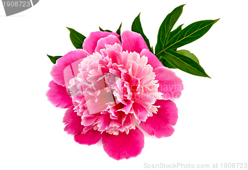 Image of Peony pink