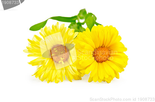 Image of Calendula yellow