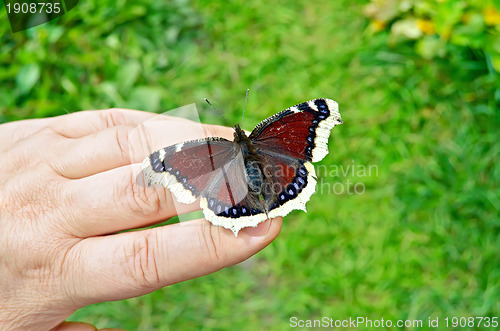 Image of Butterfly brown on hand