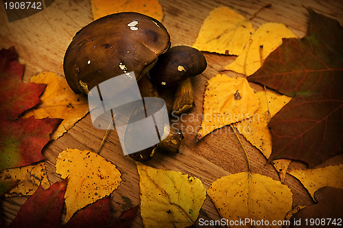 Image of Leaves on a board