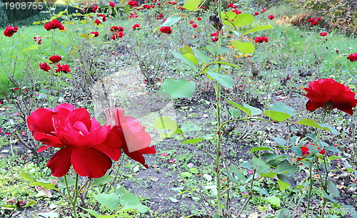 Image of garden full of roses