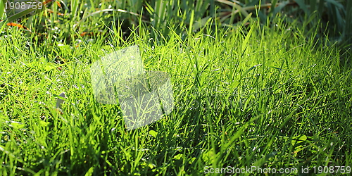 Image of textured green grass