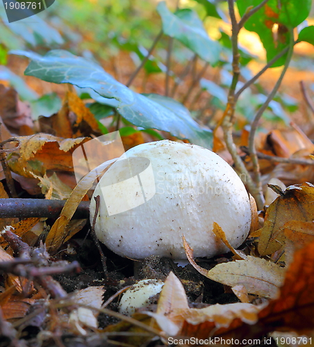 Image of white mushroom