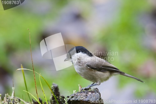 Image of marsh tit