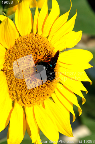 Image of sunflower